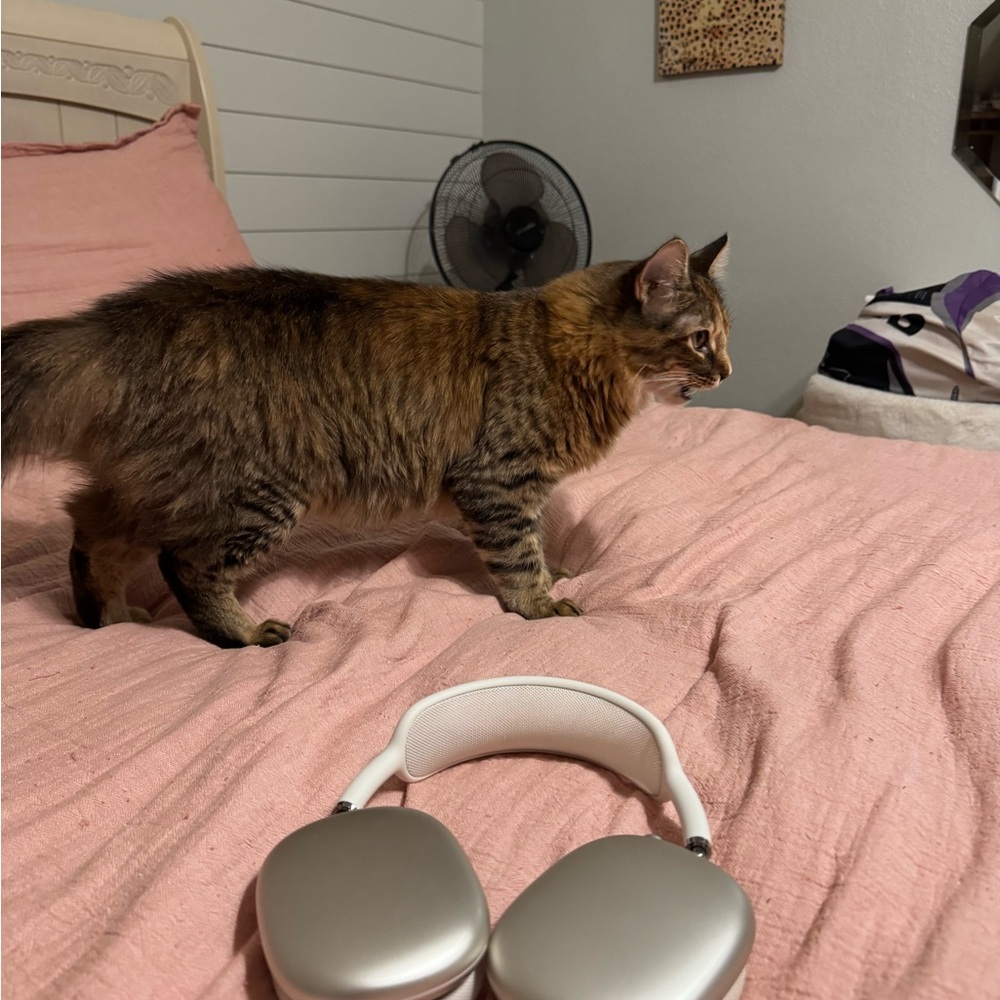 Starlight AirPods Max’s 2nd generation